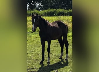 KWPN, Hengst, 1 Jahr, 170 cm, Dunkelbrauner