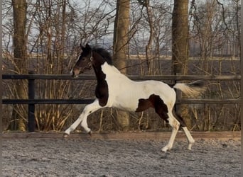 KWPN, Hengst, 1 Jahr, 170 cm, Schecke
