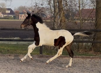 KWPN, Hengst, 1 Jahr, 170 cm, Schecke