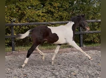 KWPN, Hengst, 1 Jahr, 170 cm, Schecke