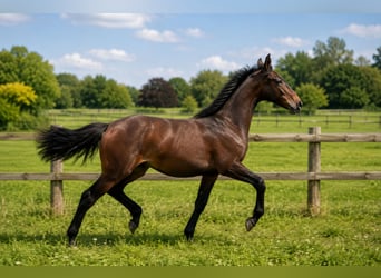 KWPN, Hengst, 1 Jahr, 173 cm, Brauner