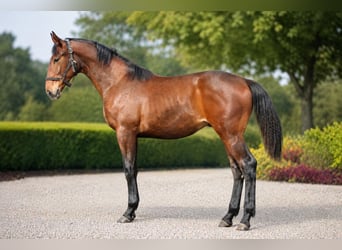 KWPN, Hengst, 1 Jahr, 173 cm, Brauner