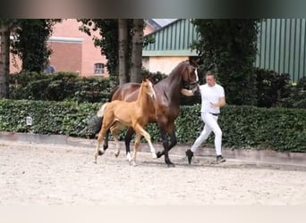 KWPN, Hengst, 1 Jahr, 173 cm, Fuchs