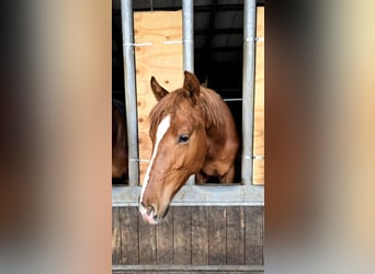KWPN, Hengst, 1 Jahr, 173 cm, Fuchs