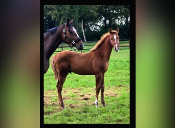 KWPN, Hengst, 1 Jahr, 173 cm, Fuchs