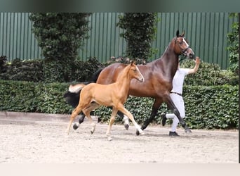 KWPN, Hengst, 1 Jahr, 173 cm, Fuchs