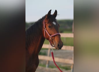 KWPN, Hengst, 1 Jahr, 175 cm, Brauner