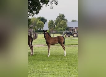 KWPN, Hengst, 1 Jahr, 175 cm, Dunkelfuchs