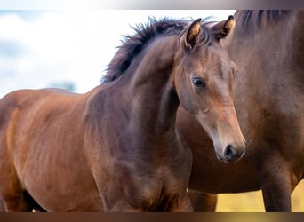 KWPN, Hengst, 1 Jahr, Brauner