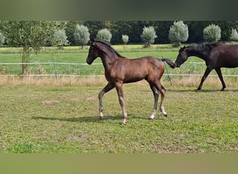 KWPN, Hengst, 1 Jahr, Dunkelbrauner