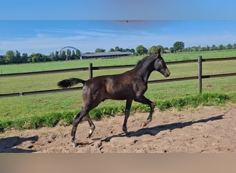 KWPN, Hengst, 1 Jahr, Dunkelbrauner