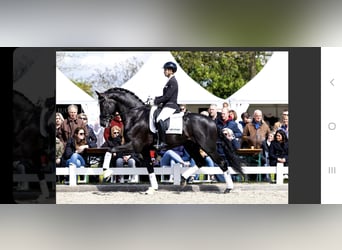 KWPN, Hengst, 1 Jahr, Dunkelbrauner