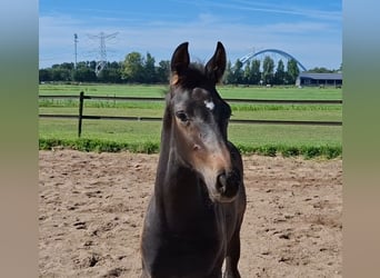KWPN, Hengst, 1 Jahr, Dunkelbrauner