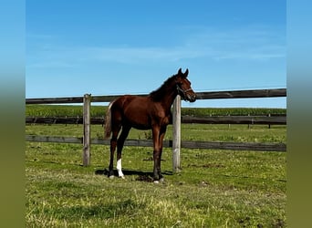 KWPN, Hengst, 1 Jahr, Dunkelbrauner