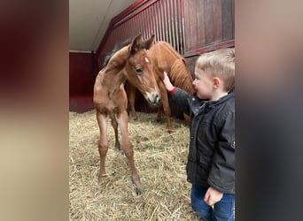 KWPN, Hengst, 1 Jahr, Dunkelbrauner