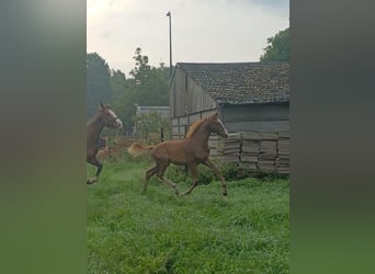 KWPN, Hengst, 1 Jahr, Dunkelfuchs