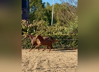 KWPN, Hengst, 1 Jahr, Fuchs