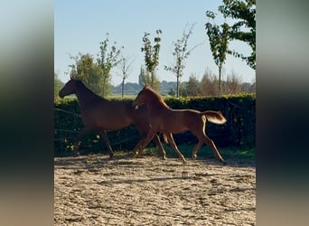 KWPN, Hengst, 1 Jahr, Fuchs