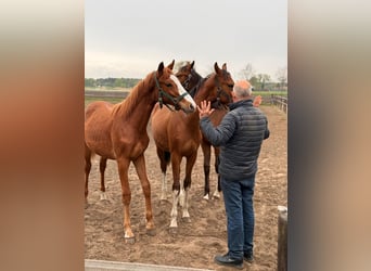 KWPN, Hengst, 1 Jahr, Fuchs