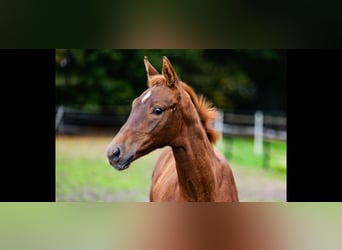 KWPN, Hengst, 1 Jahr, Fuchs