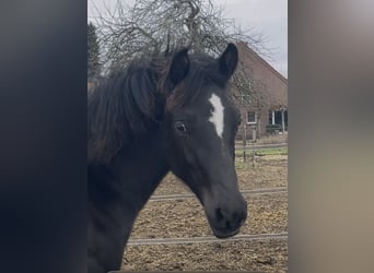 KWPN, Hengst, 1 Jahr, Rappe