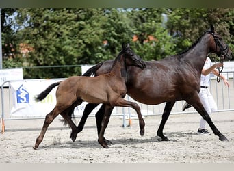 KWPN, Hengst, 1 Jahr, Rappe