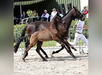 KWPN, Hengst, 1 Jahr, Rappe