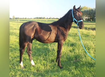 KWPN, Hengst, 1 Jahr, Rappe