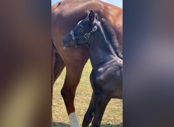 KWPN, Hengst, 1 Jahr, Rappe