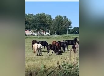 KWPN, Hengst, 1 Jahr, Rappe