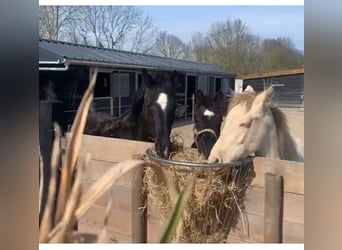 KWPN, Hengst, 1 Jahr, Rappe