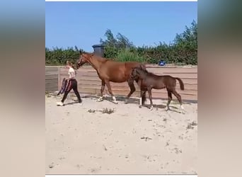 KWPN, Hengst, 1 Jahr, Rappe