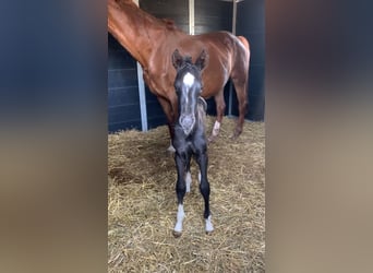 KWPN, Hengst, 1 Jahr, Rappe