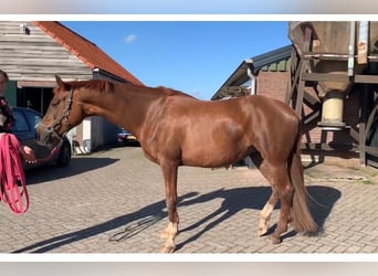 KWPN, Hengst, 1 Jahr, Rappe