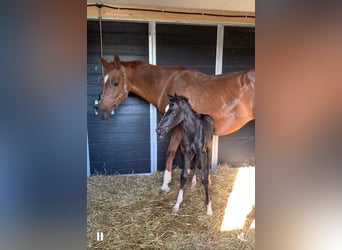 KWPN, Hengst, 1 Jahr, Rappe
