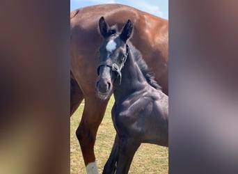 KWPN, Hengst, 1 Jahr, Rappe