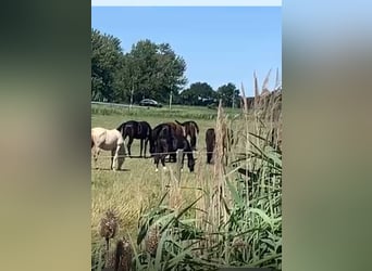 KWPN, Hengst, 1 Jahr, Rappe