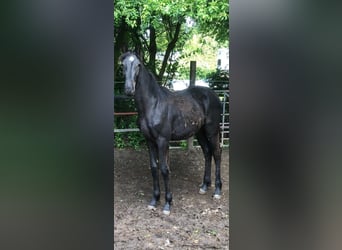 KWPN, Hengst, 1 Jahr, Rappe