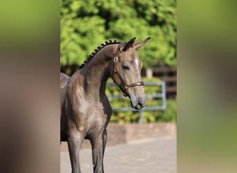 KWPN, Hengst, 1 Jahr, Schimmel