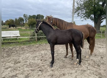 KWPN, Hengst, 1 Jahr, Schwarzbrauner