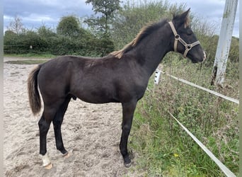 KWPN, Hengst, 1 Jahr, Schwarzbrauner