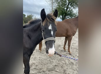 KWPN, Hengst, 1 Jahr, Schwarzbrauner