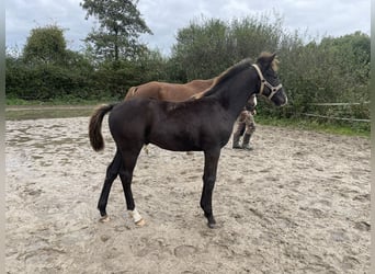 KWPN, Hengst, 1 Jahr, Schwarzbrauner