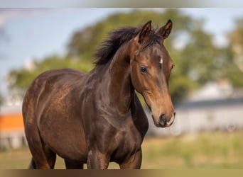 KWPN, Hengst, 1 Jahr, Schwarzbrauner