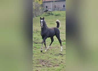 KWPN, Hengst, 1 Jahr, Schwarzbrauner
