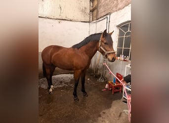 KWPN Mix, Hengst, 2 Jaar, 153 cm, Bruin