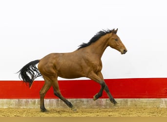 KWPN, Hengst, 2 Jaar, 161 cm, Bruin