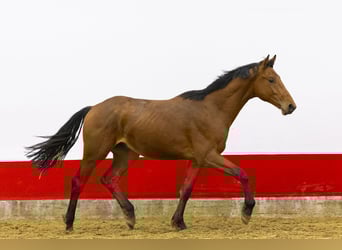 KWPN, Hengst, 2 Jaar, 161 cm, Bruin