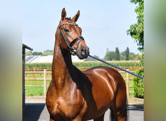 KWPN, Hengst, 2 Jaar, 162 cm, Brauner