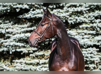 KWPN, Hengst, 2 Jaar, 162 cm, Donkerbruin